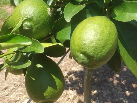 大玉グリーンレモン1kg【璃の香】果汁たっぷり製菓・ジュース・ドリンクなどに