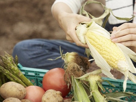 期間限定　箱一杯！訳あり旬の高原夏野菜セット　B品 (kyuuri)