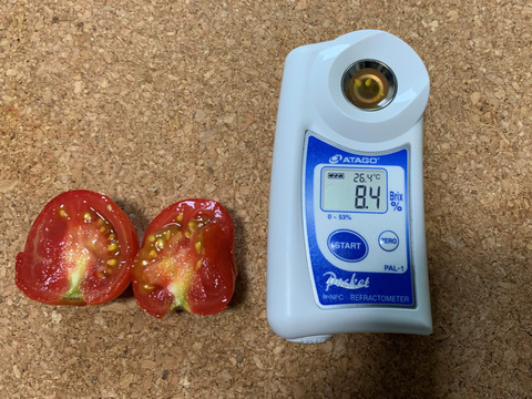 【旨味濃縮】中玉トマト（フルティカ）500g（約15個）
