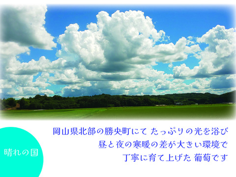 🍇訳あり・オーロラブラック🍇  約2kg【岡山県産】種なしぶどう