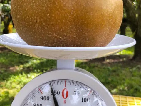 【超ビッグサイズ、南水　約6ｋｇ】
700 g 前後、糖度15°、超甘い、シャリ感、硬い、ジューシー、こんなでっかい南水、どこにも売っていない！！【秀品】