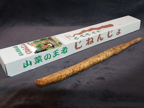 【冬ギフト】ネバネバは超一級の大きな自然薯(じねんじょ)　1本 800g〜900g「熨斗対応可」