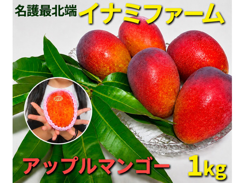 ☆2026年予約開始☆ 【夏ギフト】 ≪優品≫名護市最北端 イナミ