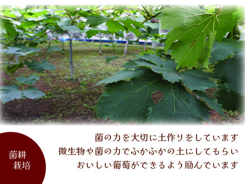 9月中旬発送】ナガノパープル【3-4房】約1.8㎏／岡山県産／種