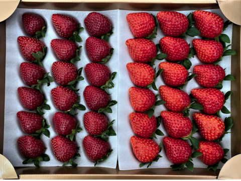 【黒いちご】真紅の美鈴 食べ比べ 中玉サイズセット　【要確認】1月から順次発送予定　黒中赤中