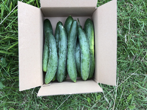 カリッ『やみつききゅうり』4 kg！いっぱい！【夏限定販売】農薬不使用！自然の野菜