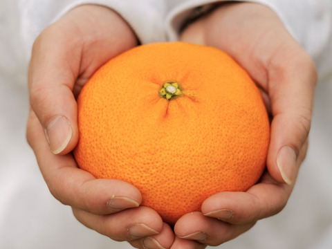 【訳ありだけど美味しさそのまま】甘平 3kg 愛媛県産