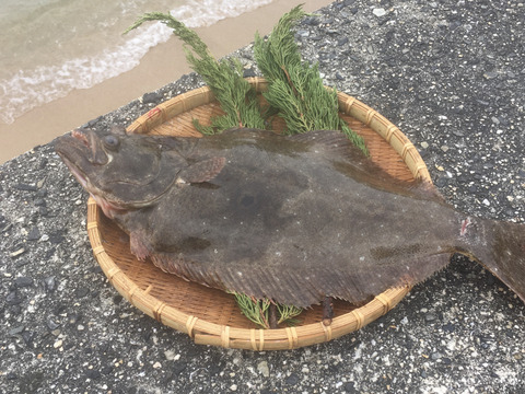 ノンさん専用 旬のお魚お任せスタンダードセット 10 15匹 5kg程度 ヒラメ1kg 香川県産 食べチョク 農家 漁師の産直ネット通販 旬の食材を生産者直送 ノンさん専用 旬のお魚お任せスタンダードセット 10 15匹 5kg程度 ヒラメ1kg 香川県産 食べチョク 農家 漁師の産直ネット通販 旬の食材を生産者直送