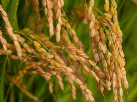 【つや姫　精米20kg】【令和5年9月下旬収穫】山形置賜飯豊　13年連続特A　特別栽培米