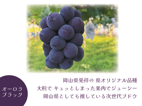 🍇訳あり・オーロラブラック🍇  約2kg【岡山県産】種なしぶどう