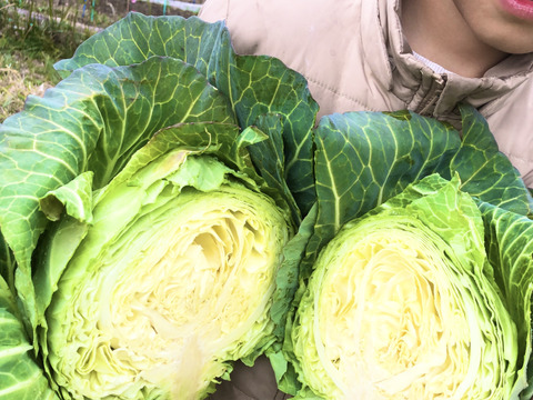 5【数量限定】農薬不使用の旨キャベツ！今だけ旨みキャベツを是非！