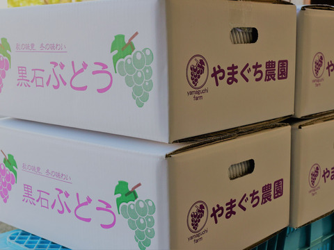 ＜ご家庭用・加工用＞【山奥のぶどう】青森県産スチューベン 約4Kg入り