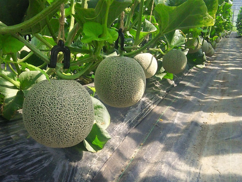 【お中元】【島根県発！幻のメロン】「ゴールデンパール」2玉入（1玉約１.３㎏×２）