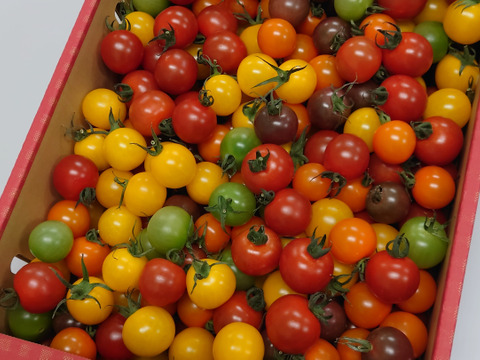 【農場から直送】カラフルミニトマト3Kg箱【新鮮野菜】