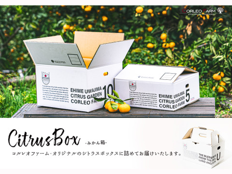 芳醇な香りと果汁あふれる 【清見オレンジ】Aセレクション3kgBOX（2.5kg）