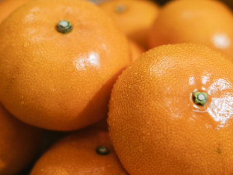 【人気２品種食べ比べ】せとか＋甘平 各1kg 家庭用