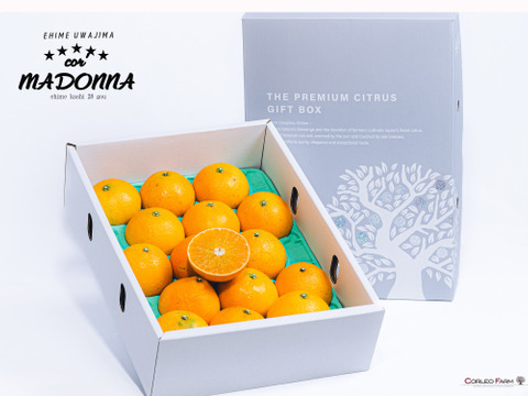 【冬ギフト】プルップルのゼリー食感【EHIME UWAJIMA〈コル’マドンナ〉】 -SPセレクション（贈答用） L〜3L（10〜15玉)  約3kg GIFTBOX(約2.7kg)