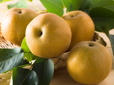 茨城県産 新高梨 5kg（10～14玉）：茨城県産の新高梨｜食べチョク