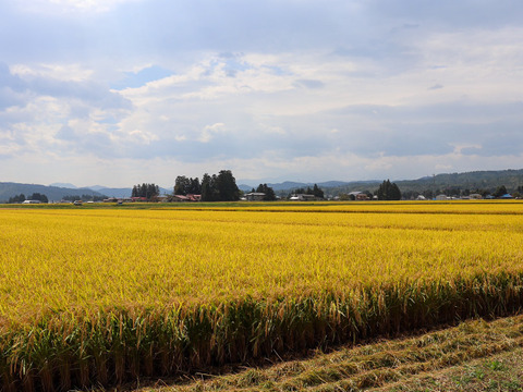 【つや姫　精米5kg】【令和4年10月3日より収穫開始】山形置賜飯豊　12年連続特A　特別栽培米