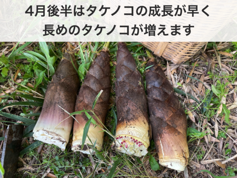 【４月限定！朝どれ】孟宗竹たけのこ４kg