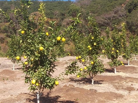 大玉「璃の香」レモン1kg★ノーワックス・農薬節減★まろやかな酸味で果汁たっぷり