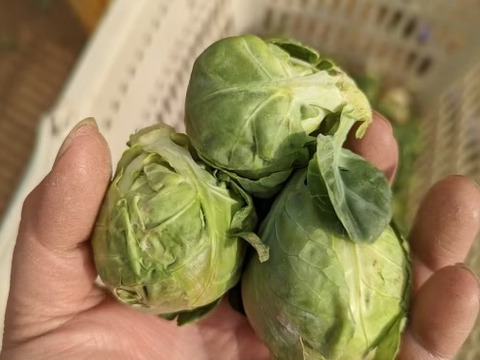 【予約増量(^^♪】双葉農園の“芽キャベツ“ ダブル（1800g→2000g） from 名水の里　神奈川県秦野市