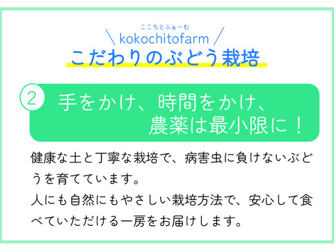 【敬老の日ギフト】9/11～9/15にお届け‼岡山県産『シャインマスカット＆ピオーネ』いろどりセット1.2kg