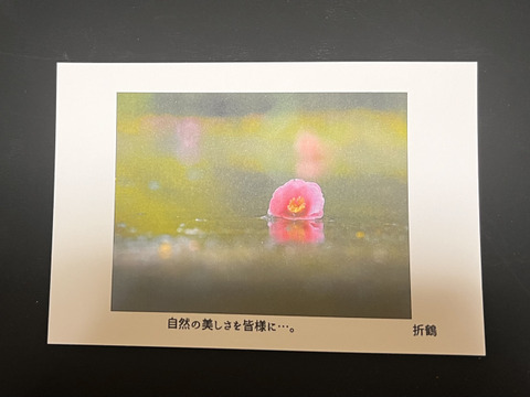 【ギフトBOX】野生日本蜜蜂の蜂蜜【たれ蜜と花粉蜜】110g 2個入り【非加熱の生はちみつ】