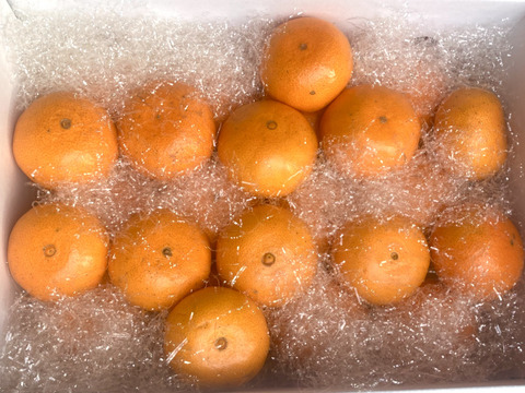 【冬ギフト】絶品！高級品種！　美味しさ間違いなし津之輝(S・M) 2.2kg