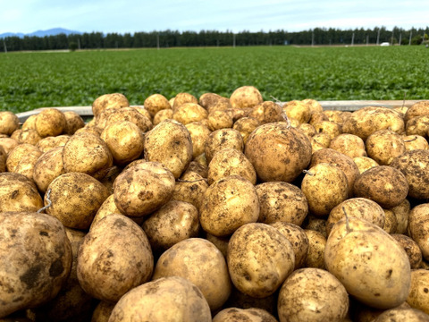 ☆お待たせしました☆令和7年産🥔🧅小さな長芋入り✨山田敏彦【十勝のGOODなセレクト野菜】セットA 合計約13kg