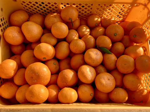 【越冬完熟・濃厚・絶品】『プレミアム興津早生みかん（Ｌ玉以上）』　5kg