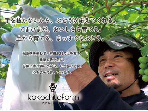 【敬老の日ギフト】9/11～9/15にお届け‼岡山県産『シャインマスカット＆ピオーネ』いろどりセット1.2kg