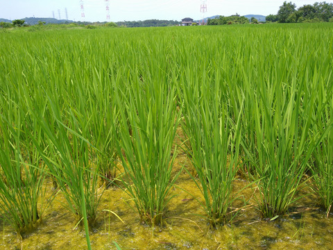 【有色米のある本当に安全安心なお米です】ひとめぼれ2kg 特別栽培米(農薬８割削減) 有色米がありますが、わが家でもそのまま炊いて食べています。