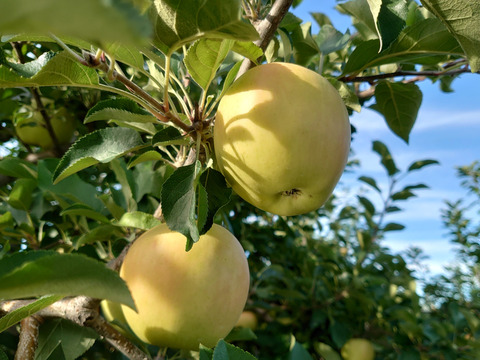 《予約受付》トキ  5kg（14個～18個）　青森県産りんご　家庭用