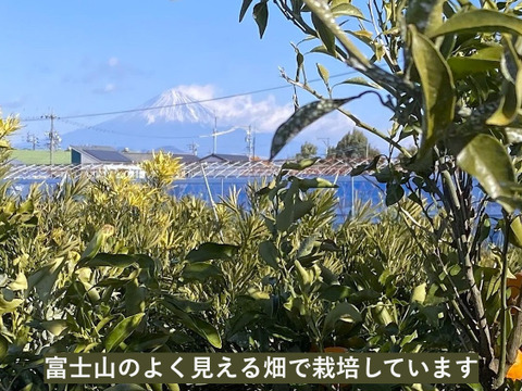 甘くて爽やかな酸味「不知火」（デコ）　約4㎏（2L以上・箱込）　静岡県から産地直送