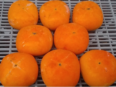 【種なし柿】極早生品種(2㎏冷蔵便)和歌山産