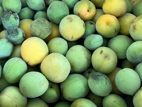 うんめ～～🍑【ばぁばのモノスゴイ旬の青梅❗❗】自然栽培約８㎏✨✨✨