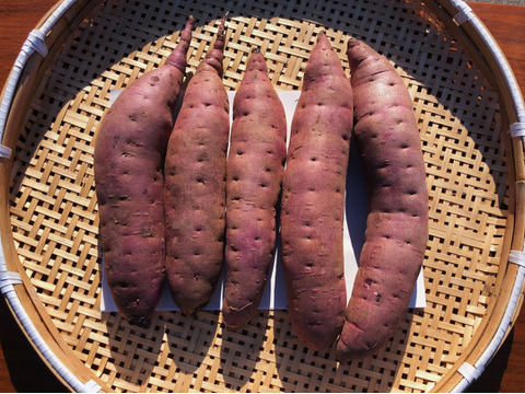 木村由美さま専用 さつまいも 紅はるか 5kg 2箱 茨城県産 食べチョク 農家 漁師の産直ネット通販 旬の食材を生産者直送 木村由美さま専用 さつまいも 紅はるか 5kg 2箱 茨城県産 食べチョク 農家 漁師の産直ネット通販 旬の食材を生産者直送