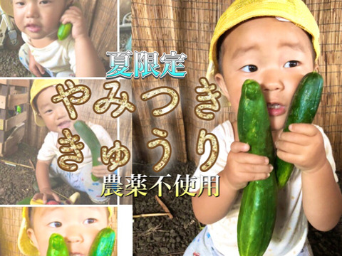 セット10kg【固定種の旨み玉ねぎ】農薬不使用🧅やみつききゅうり！野菜　自然の甘味！