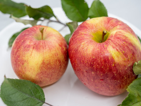 葉とらずサンふじ 当園の１番人気りんご！ 家庭用 2.5kg (6〜13個)