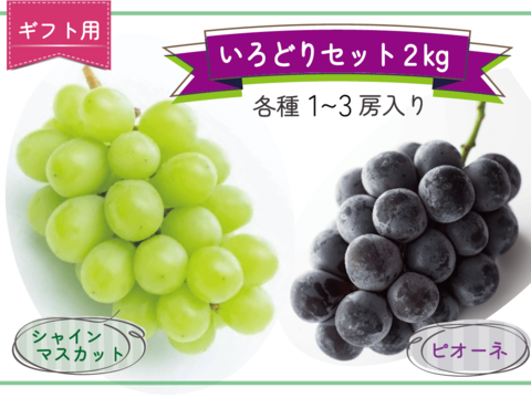 贈り物におすすめ‼岡山県産『シャインマスカット＆ピオーネ』いろどりセット＜ギフト用2kg＞