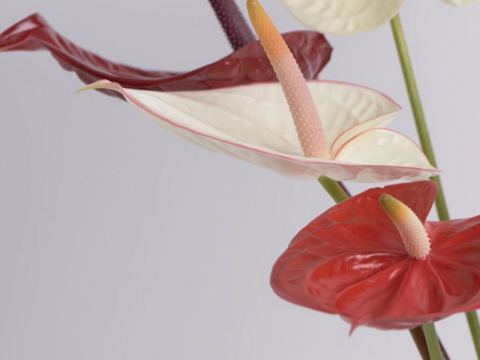 インパクトのあるビッグサイズ！
アンスリウムおすすめミックス（5~6本）