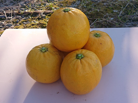 「食べるレモン 」日本平ソーラーレモン®️スイートレモネード 甘くてレモンではない味わいですが、レモンです。【静岡県産】