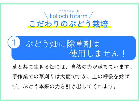 【敬老の日ギフト】9/11～9/15にお届け‼岡山県産『シャインマスカット＆ピオーネ』いろどりセット1.2kg