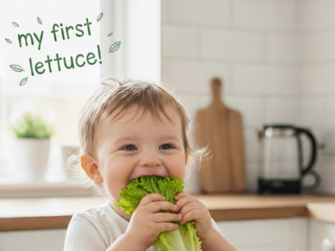 彩りと健康のレタス3種セット　レッドリーフ×フリルレタス×グリーンオーク　個包装約50g×6袋《高クロロゲン酸レタス＆異なる食感を楽しめる低硝酸態窒素レタス》