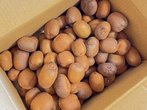 幻の一口キウイ！『さぬきキウイっこ®』秀品・２kg（３０～４０個）