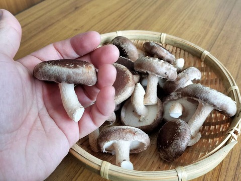 新鮮菌床しいたけ 1.5kg　小～中サイズ　サルに負けないキノコ栽培！冷蔵便