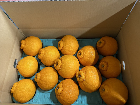 【家庭用】肥の豊　9キロ