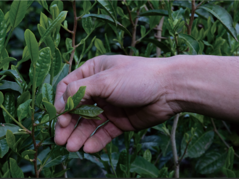 サイン本 『 Flow, Circulate And Shape 2 』書籍 加茂自然農園 山崎徳哉 著