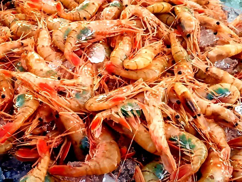 【-60冷凍】デカい！甘い！特上ブリブリ子持ちボタンエビ5P1500g